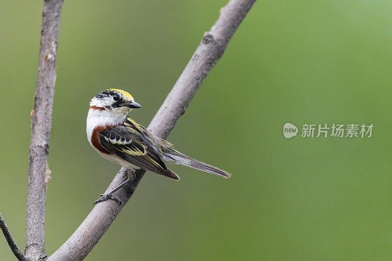 栗子边的莺，宾夕法尼亚的setophaga pensylvanica，鸟栖息